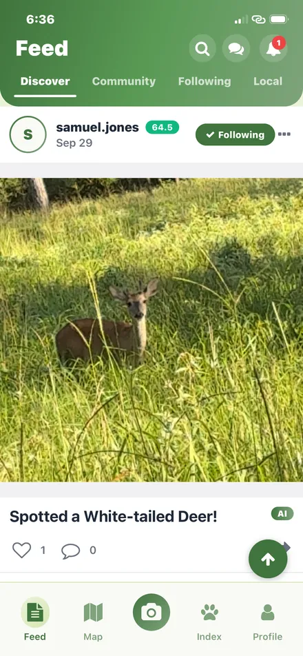 Discover feed showing a white-tailed deer sighting
