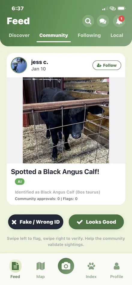 Community review of an AI-identified sighting